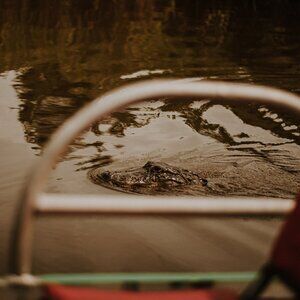 Bayou Beauty: Gulf Coast Gator Ranch Photography Series
